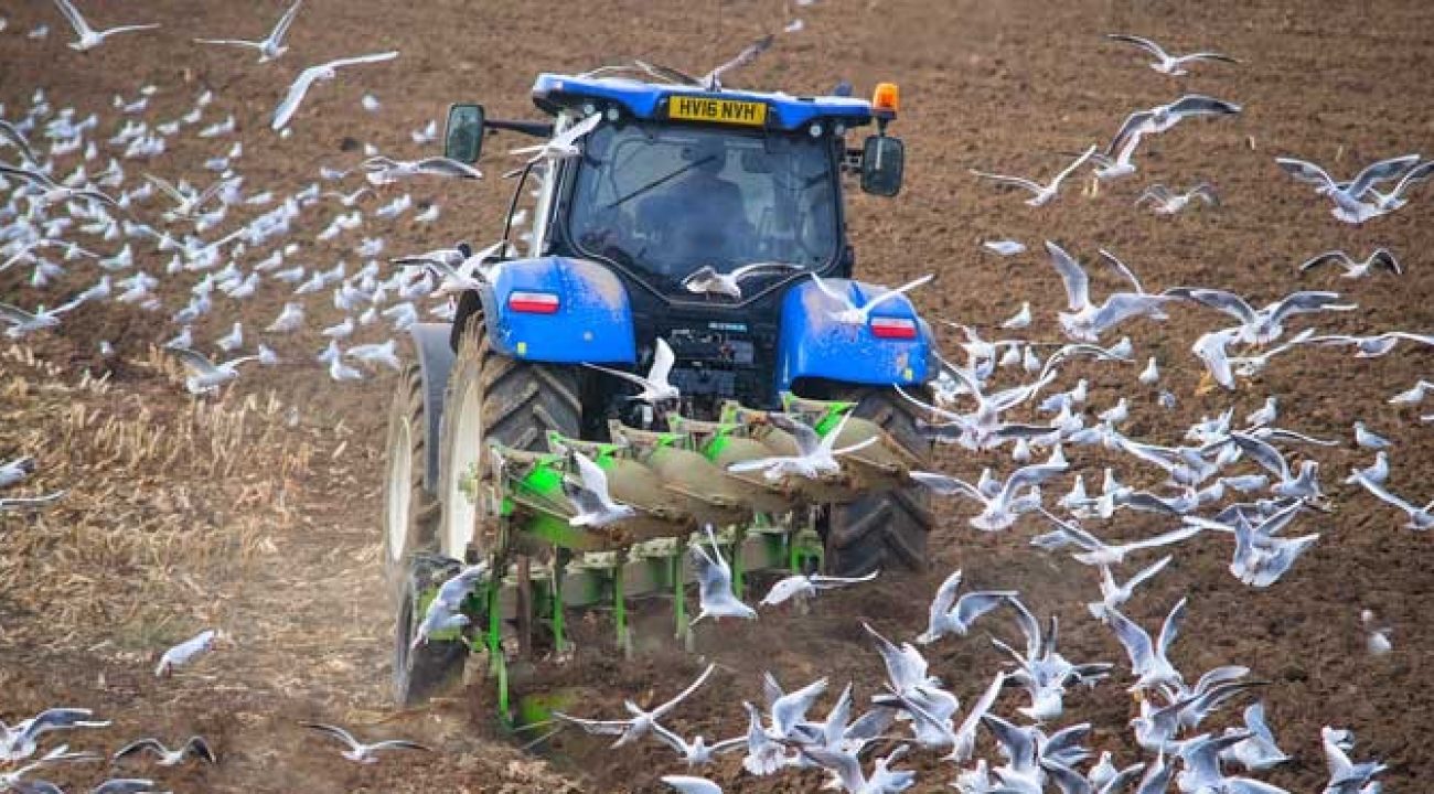 Tractor-and-birds